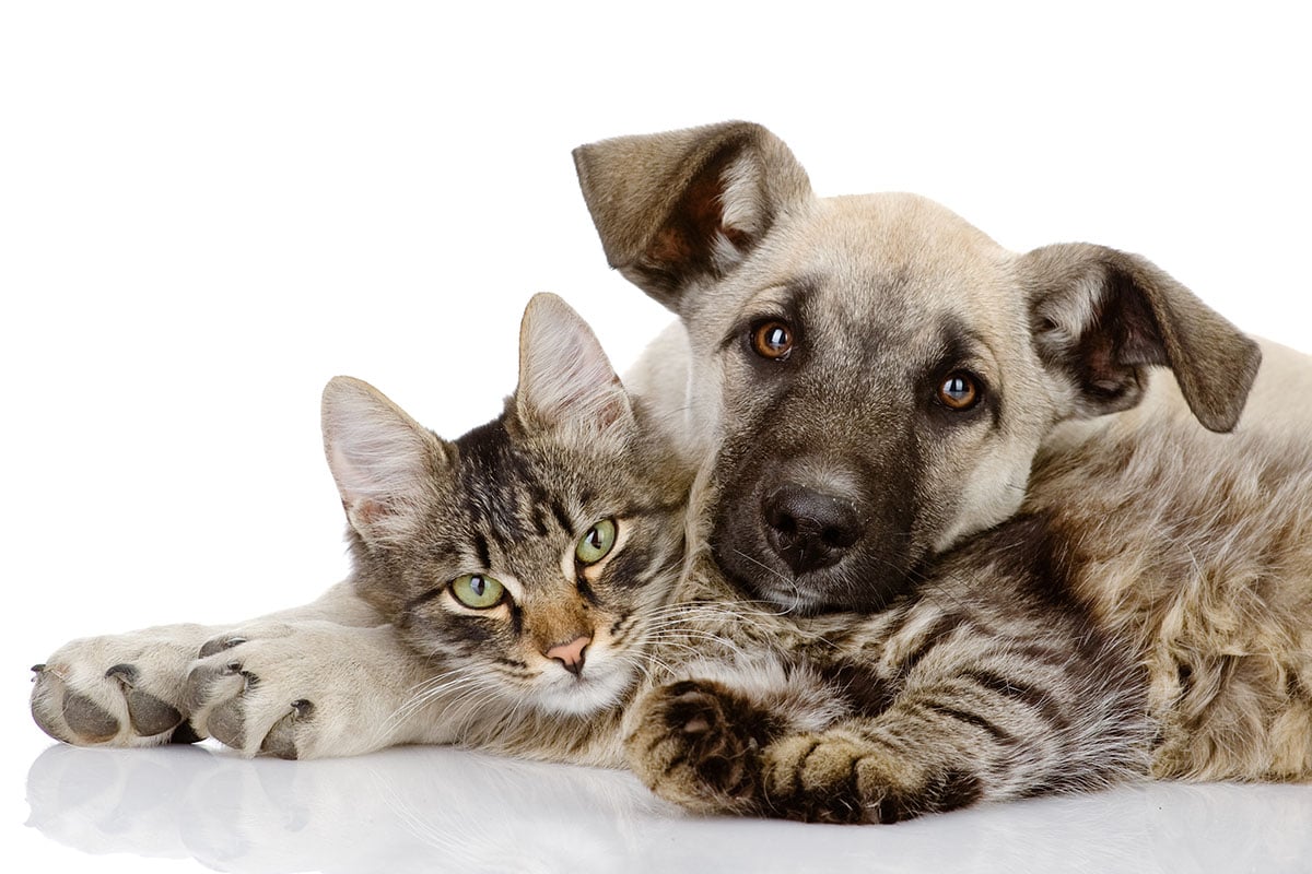 Tips on Selecting the Ideal Pet for Your House and Way of Life